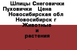 Шпицы Снеговички Пуховички › Цена ­ 25 000 - Новосибирская обл., Новосибирск г. Животные и растения » Собаки   . Новосибирская обл.